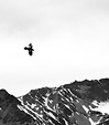 [Fly high] - raven, silhouette, black and white, monochrome, snowy mountains